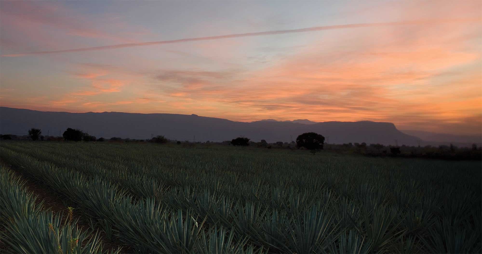 How we make Tequila