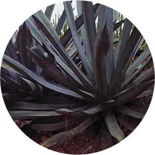 Agave Tequila Sauza 1997