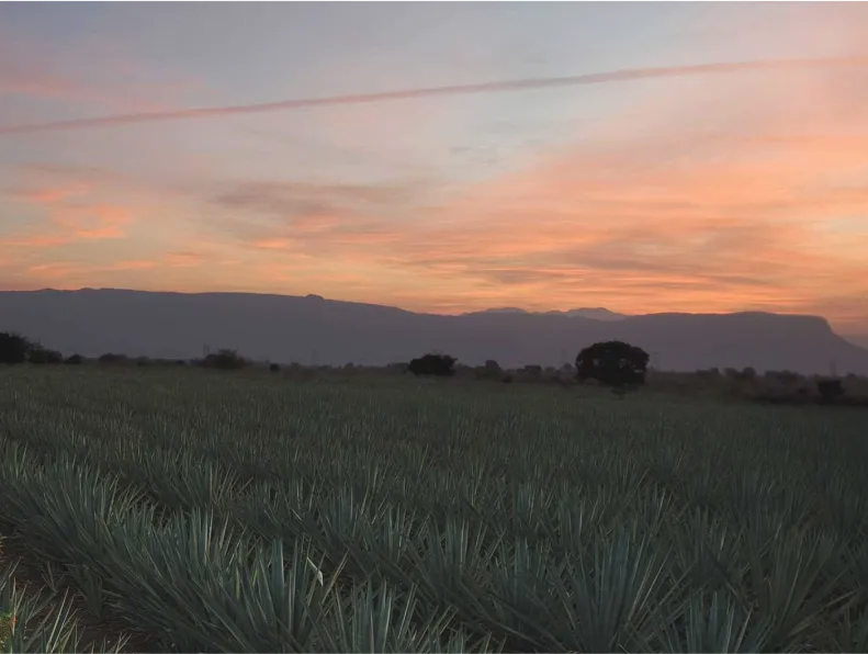 Plantation Tequila Sauza in Mexico Tequila Gold Lifestyle beach Sauza