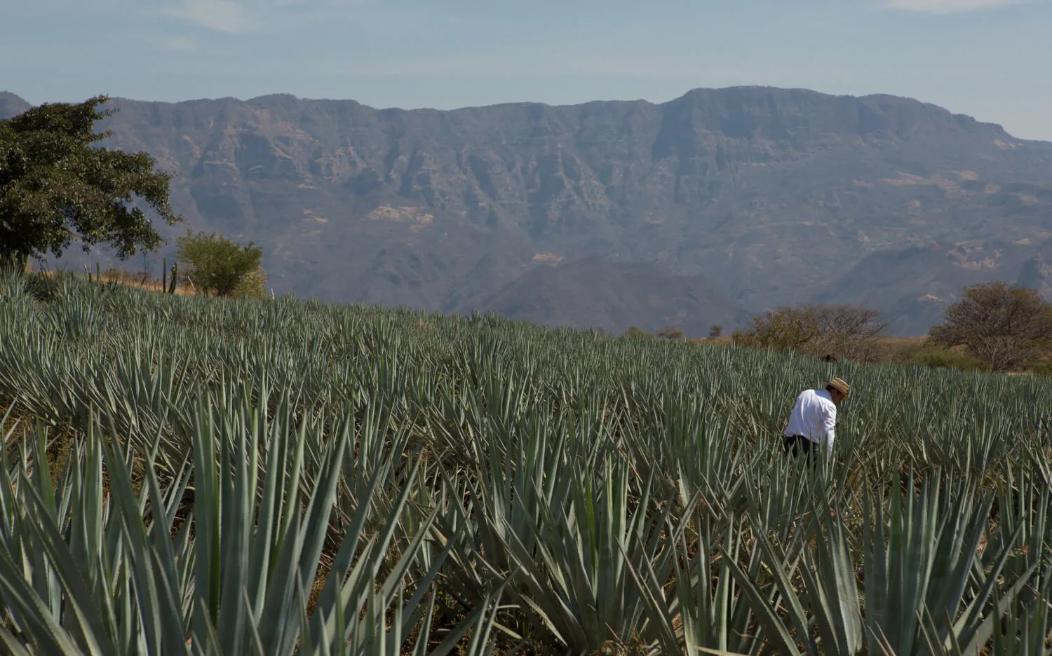 Plantation Tequila Sauza in Mexico men working